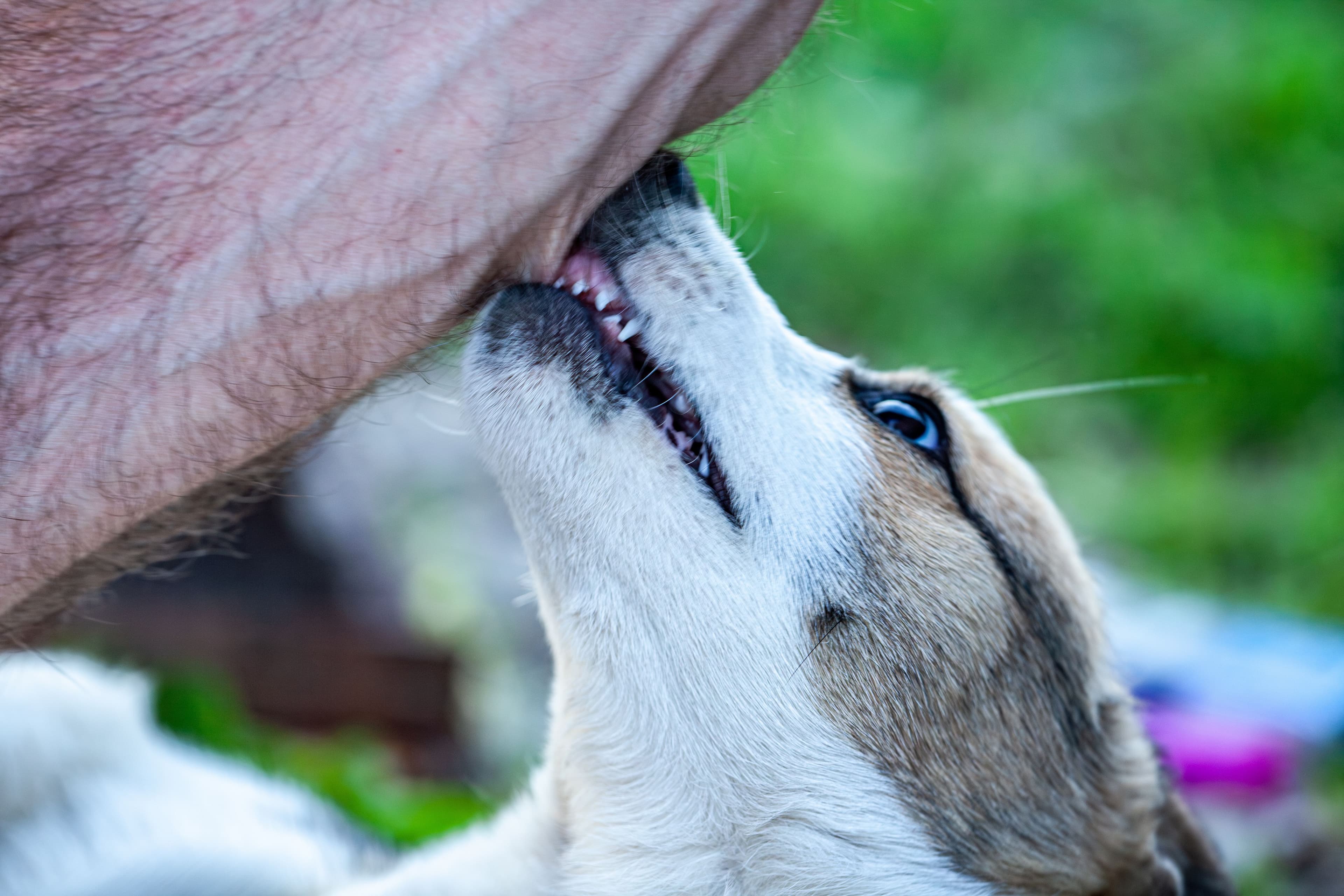 Mordeduras de Perro: Luchando por las Víctimas de Ataques de Animales